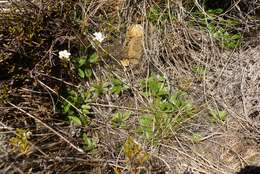 Image of Myosotis laeta Cheesem.