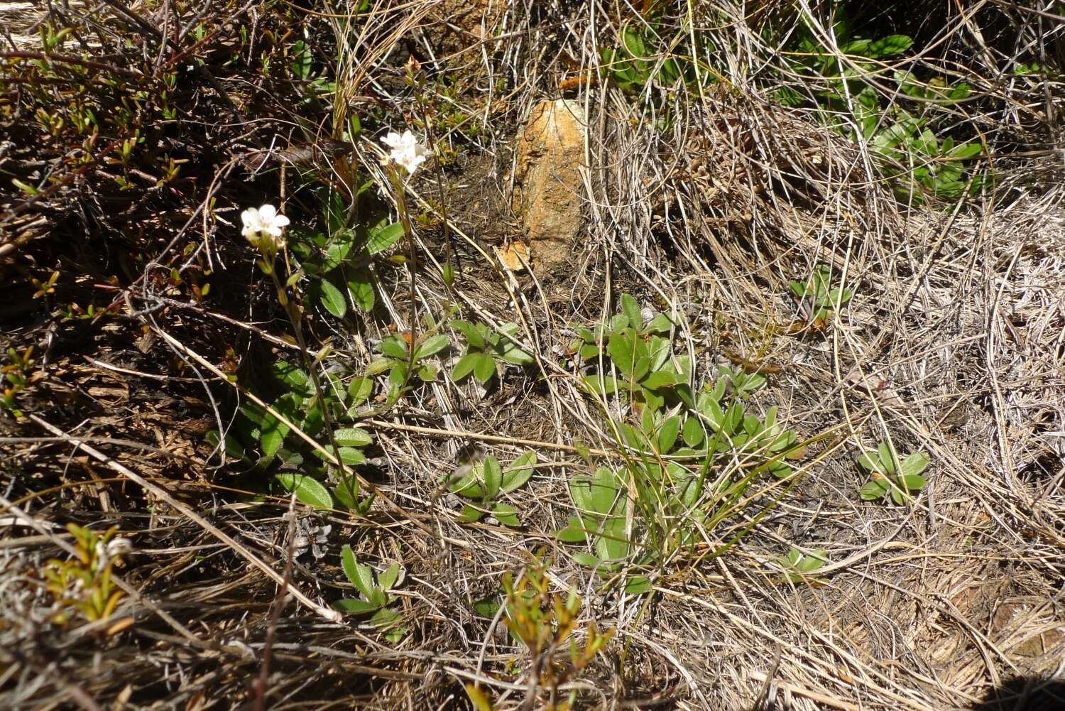 Image of Myosotis laeta Cheesem.