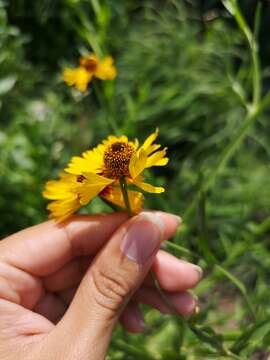 Image of Helenium amphibolum