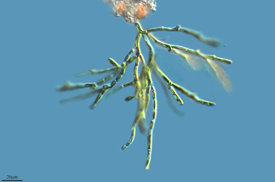 Image of <i>Microthamnion kuetzingianum</i>