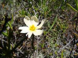 Image of Moraea radians (Goldblatt) Goldblatt