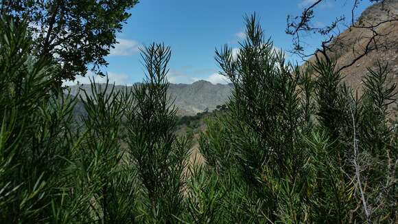 Image of Podocarpus capuronii de Laub.