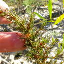 Image of Cliffortia filifolia L. fil.