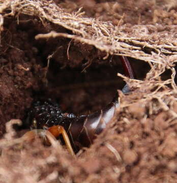 Image of seashore earwig