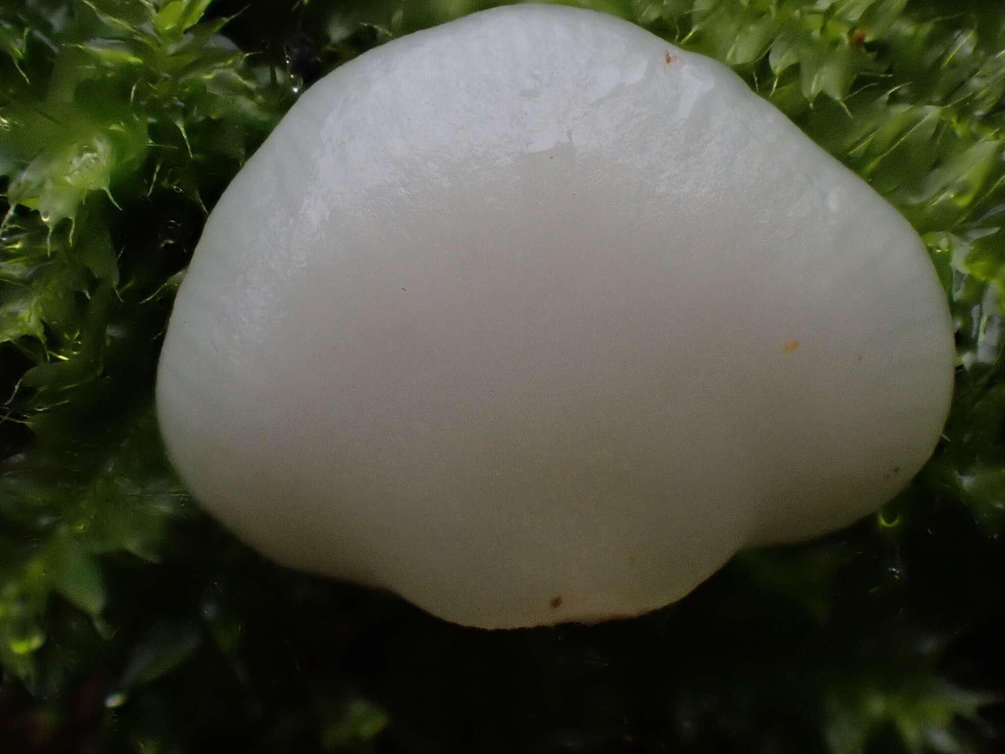 Image of Crepidotus stipitatus Kauffman 1918