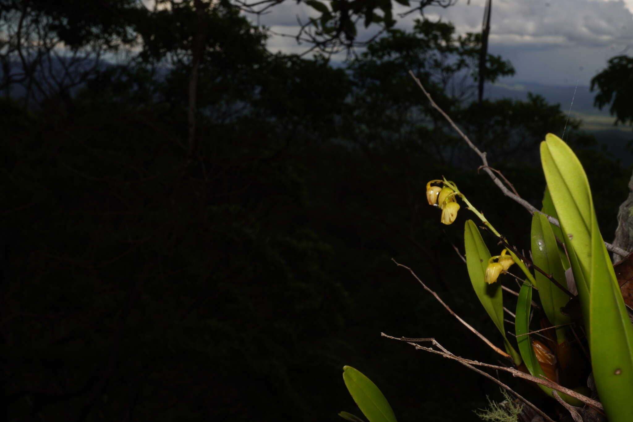 Image of Lily-of-the-valley orchid