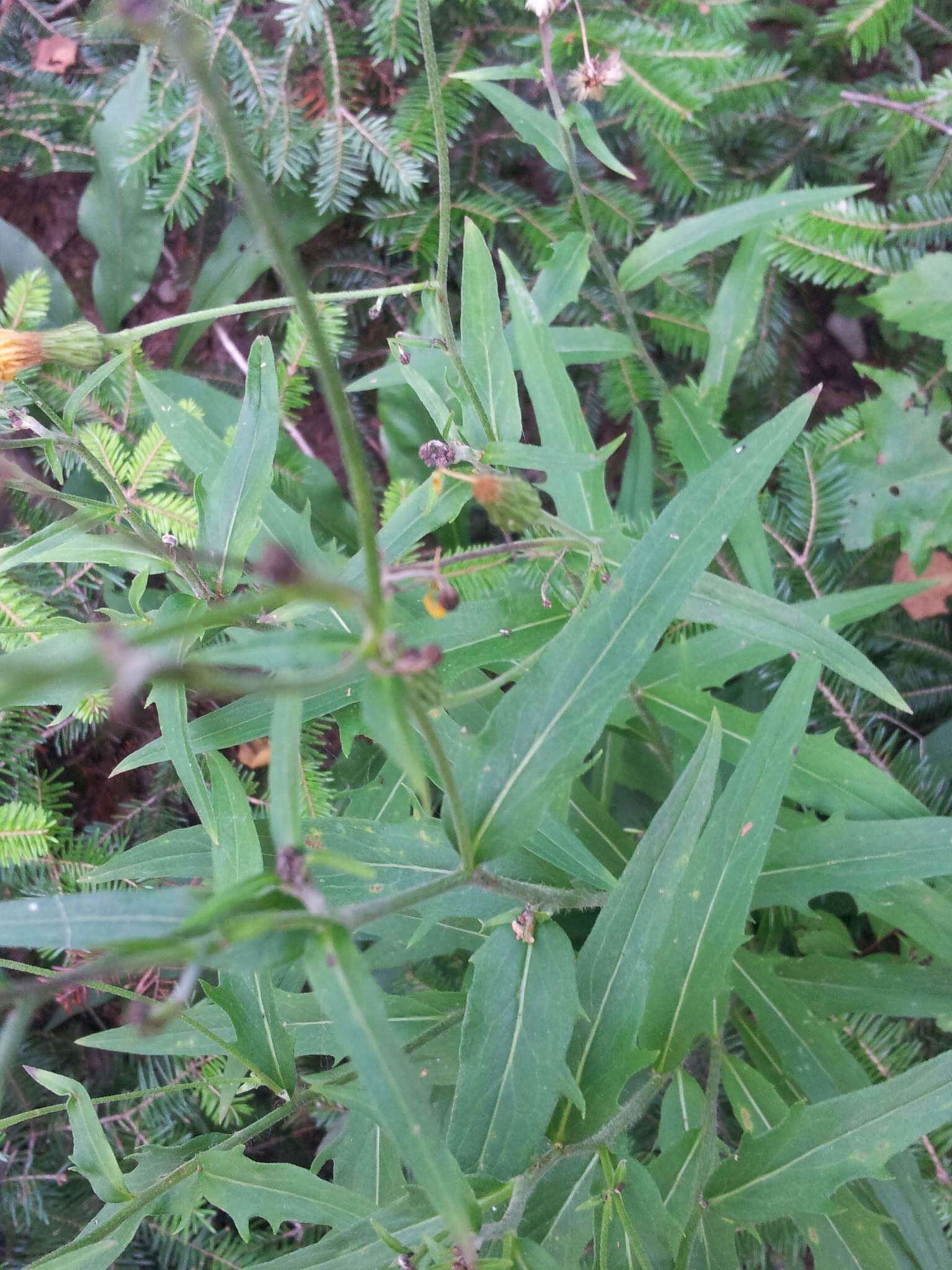 Image of threetooth hawkweed