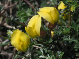 Image of Chamaecytisus spinescens subsp. creticus (Boiss. & Heldr.) K. I. Chr.