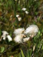 Image of slender cottongrass