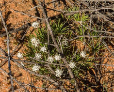 Image of Borya constricta Churchill