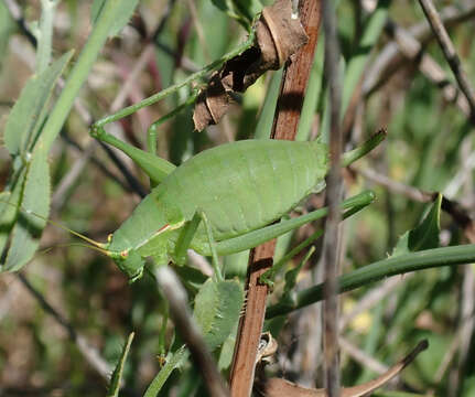 Image of Pyrenean Plump Bush-cricket