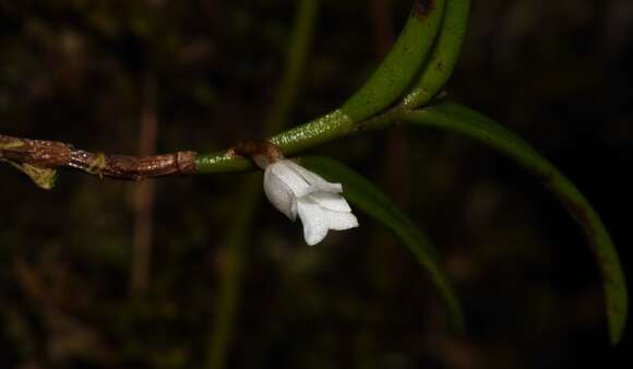 Image of Angraecum pectinatum Thouars