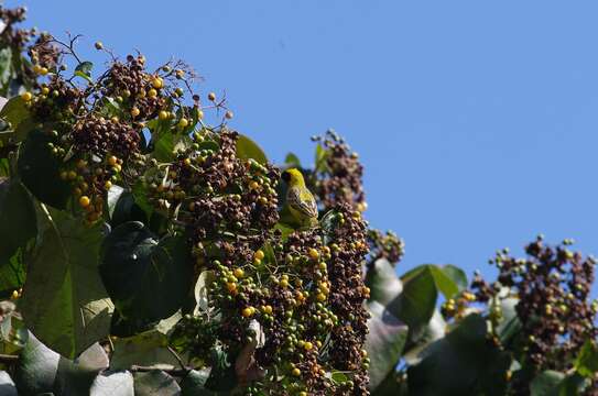 Image of African Masked Weaver