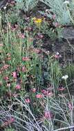 Image of Gander's ragwort