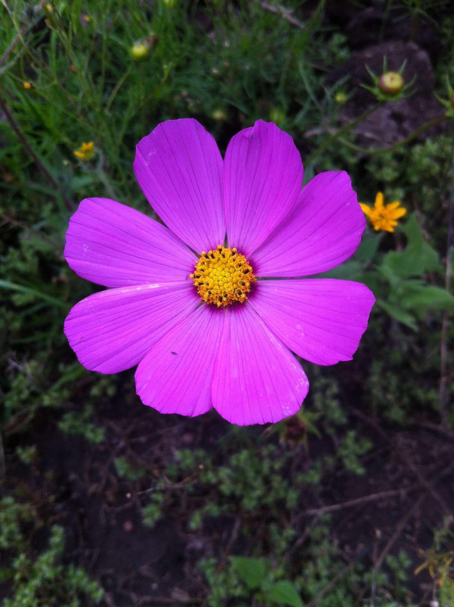 Image of garden cosmos