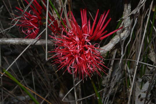 Imagem de Amyema scandens (Tieghem) Danser