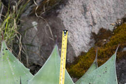 Image of Agave durangensis Gentry