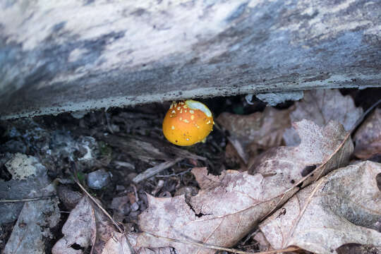 Image of Orange Amanita