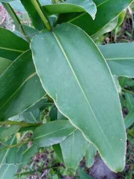 Image of Alpinia nigra (Gaertn.) Burtt