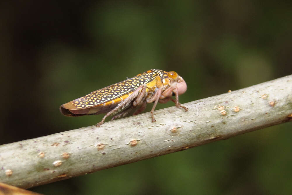 Plancia ëd Molomea lineiceps Young 1968