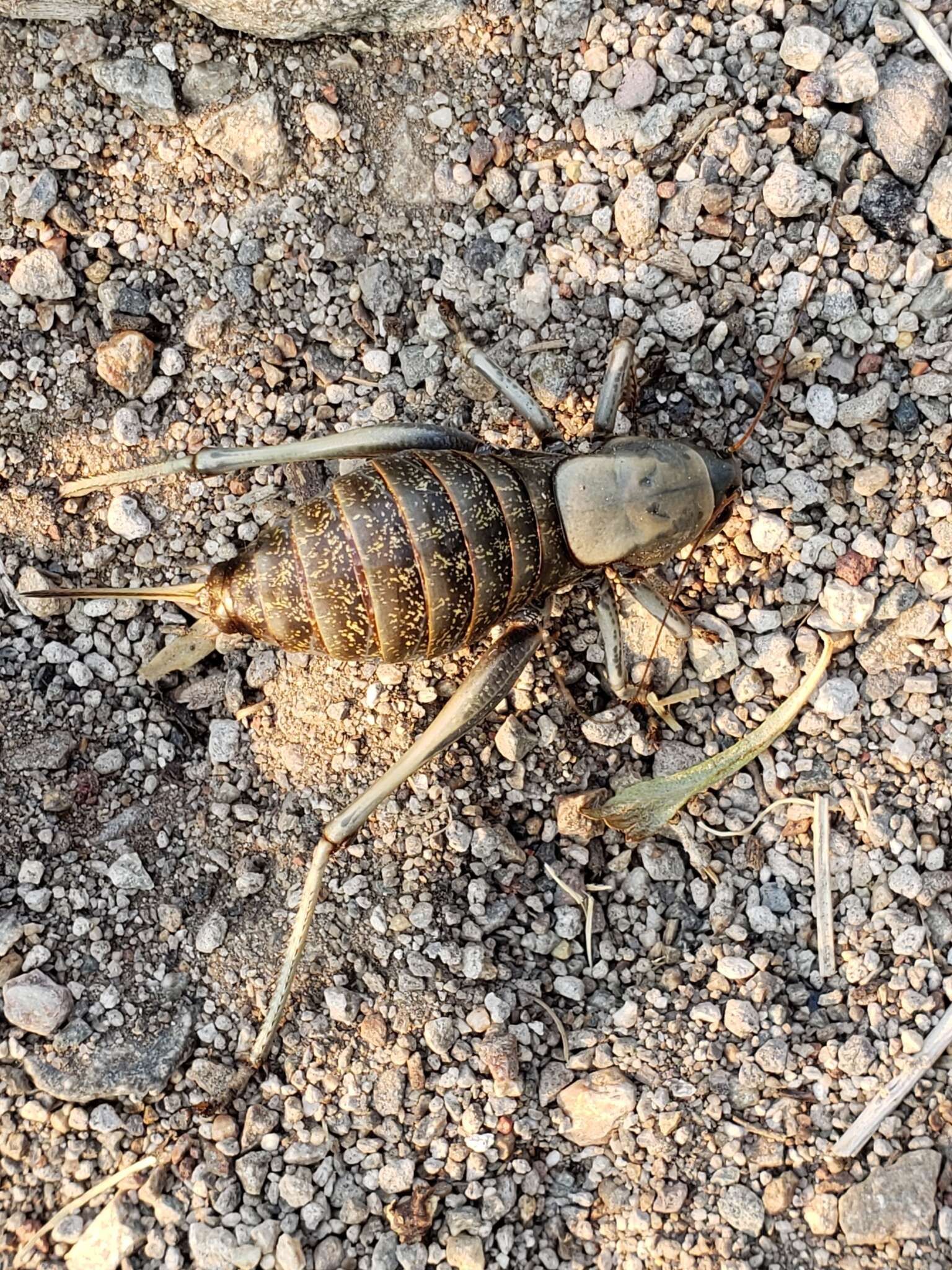 Image of mormon cricket