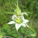 Image of spotted beebalm