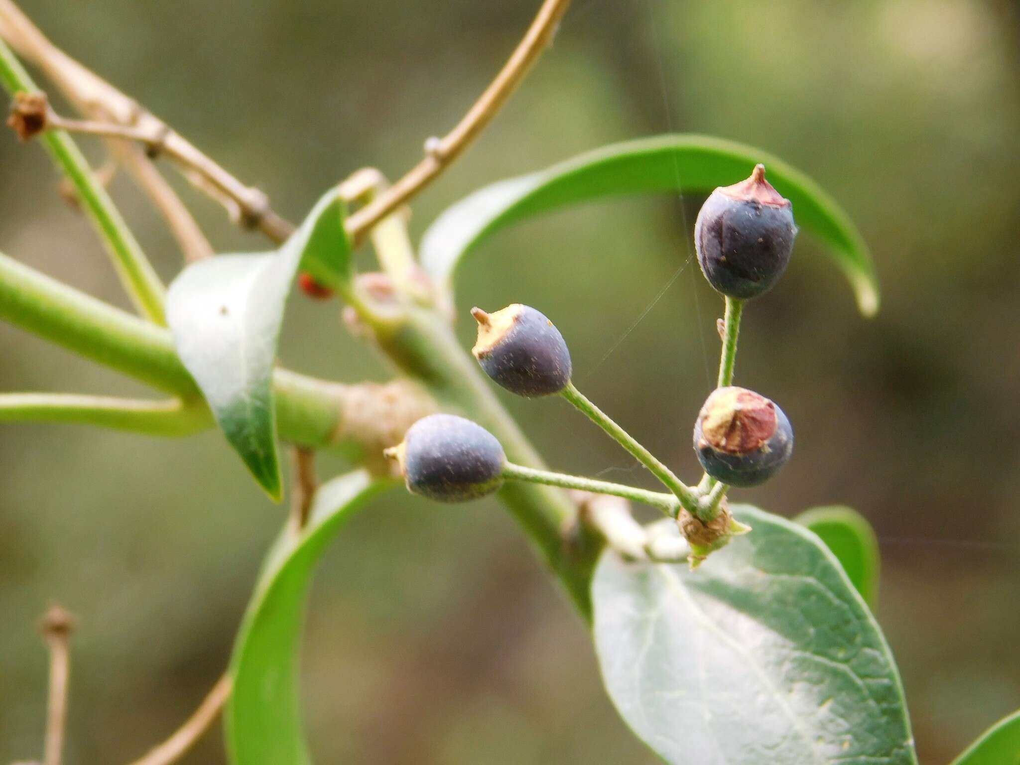 Image of Algerian ivy