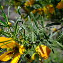 <i>Senna glutinosa</i> resmi