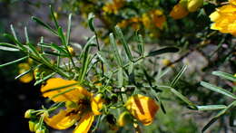 Plancia ëd <i>Senna glutinosa</i>