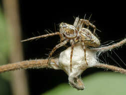 Image of Oxyopes ramosus (Martini & Goeze 1778)