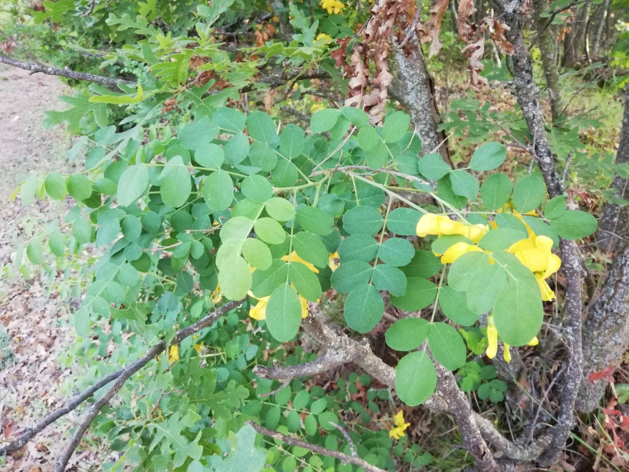 Слика од Colutea cilicica Boiss. & Balansa