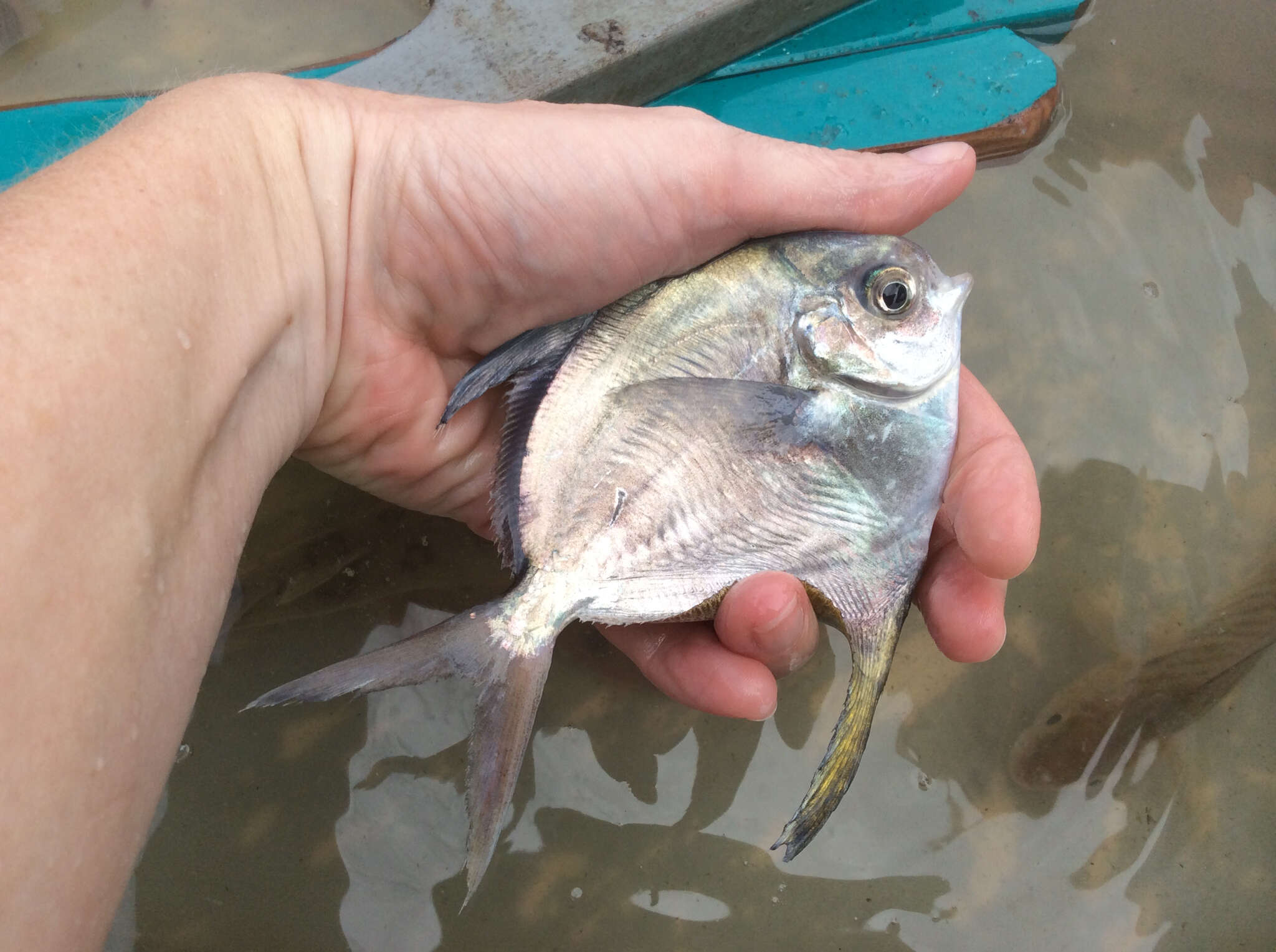 Image of American Harvestfish