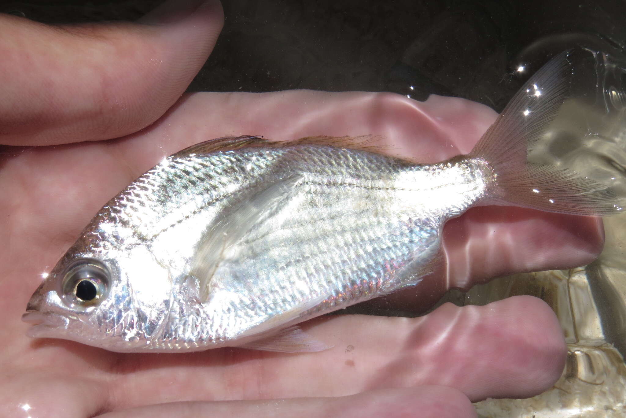 Image of Common mojarra