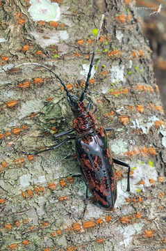 Image of <i>Aeolesthes oenochrous</i>