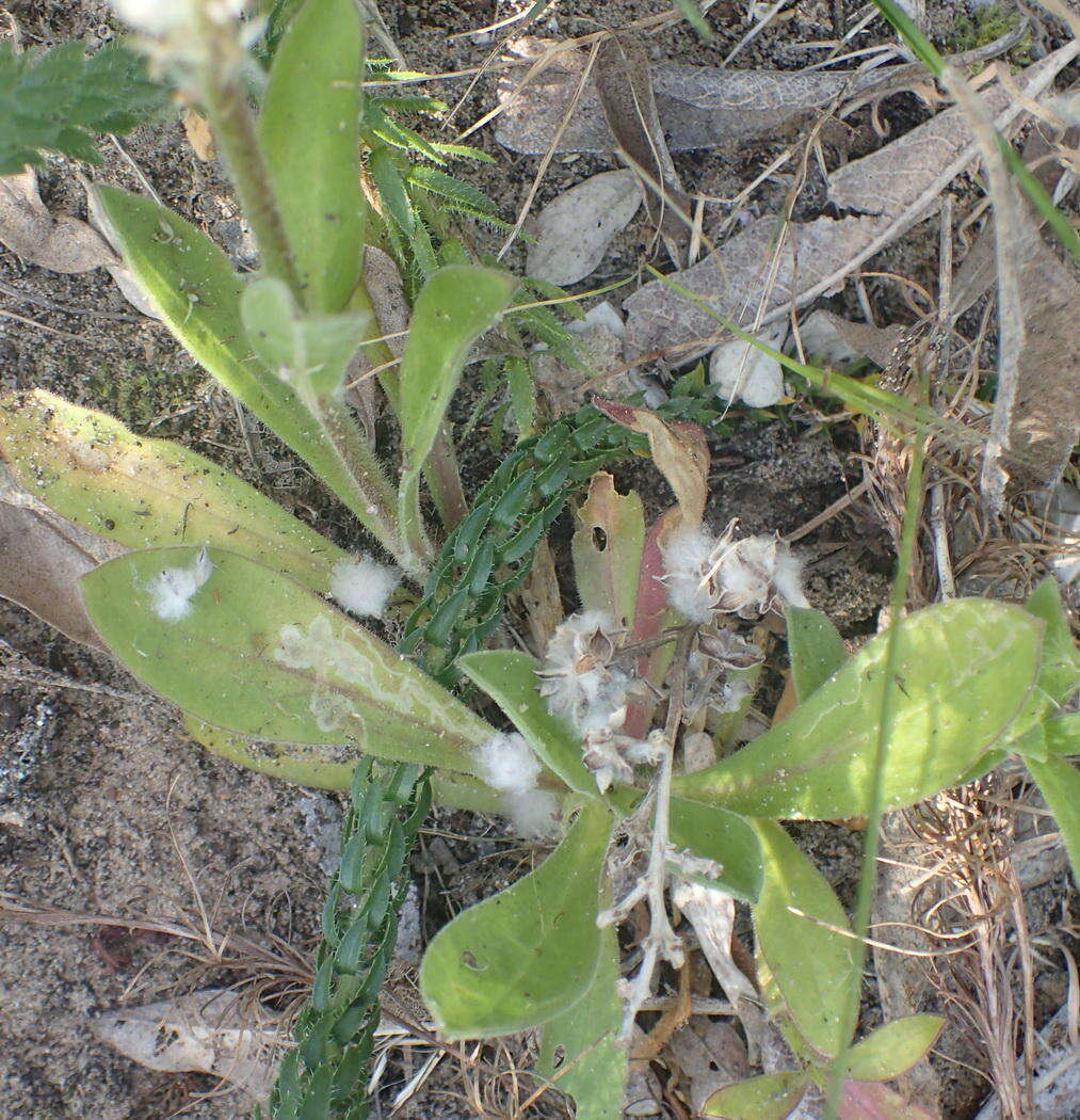 Imagem de Silene undulata subsp. undulata