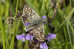 Image of large grizzled skipper