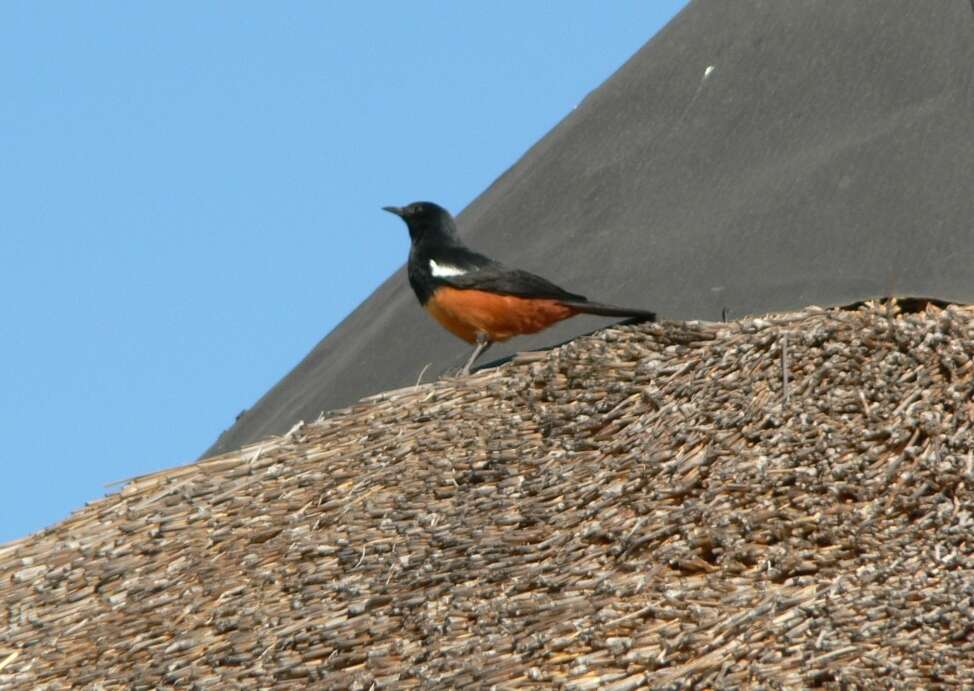 Sivun Thamnolaea cinnamomeiventris cinnamomeiventris (Lafresnaye 1836) kuva