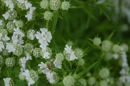 Image of narrowleaf mountainmint