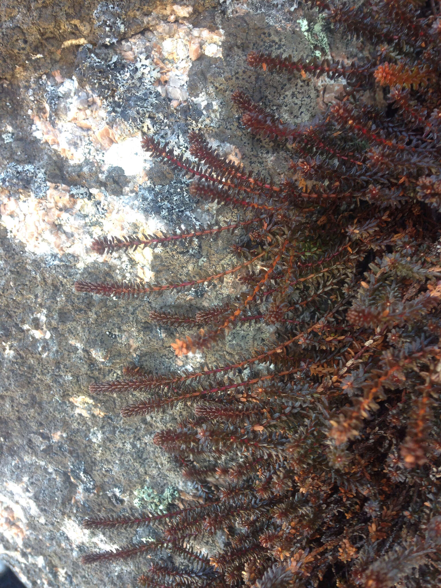 Image of black crowberry