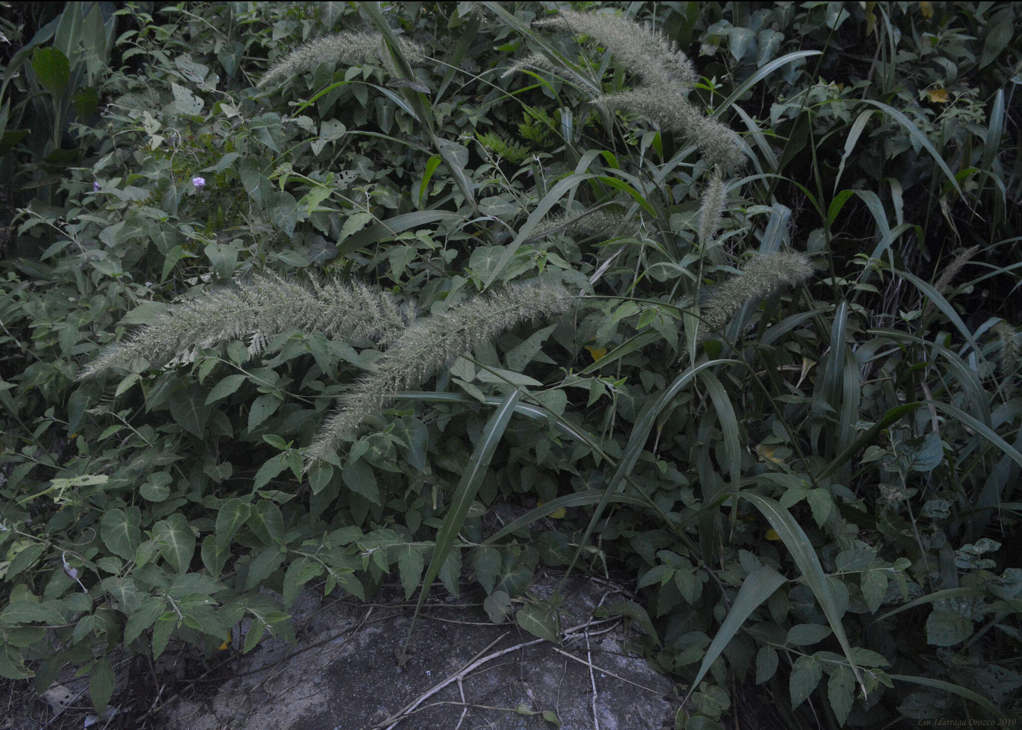 Image of plains bristlegrass