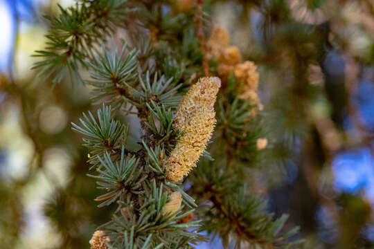 Image of Atlas Cedar