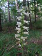 Image of Spiranthes sylvatica P. M. Br.