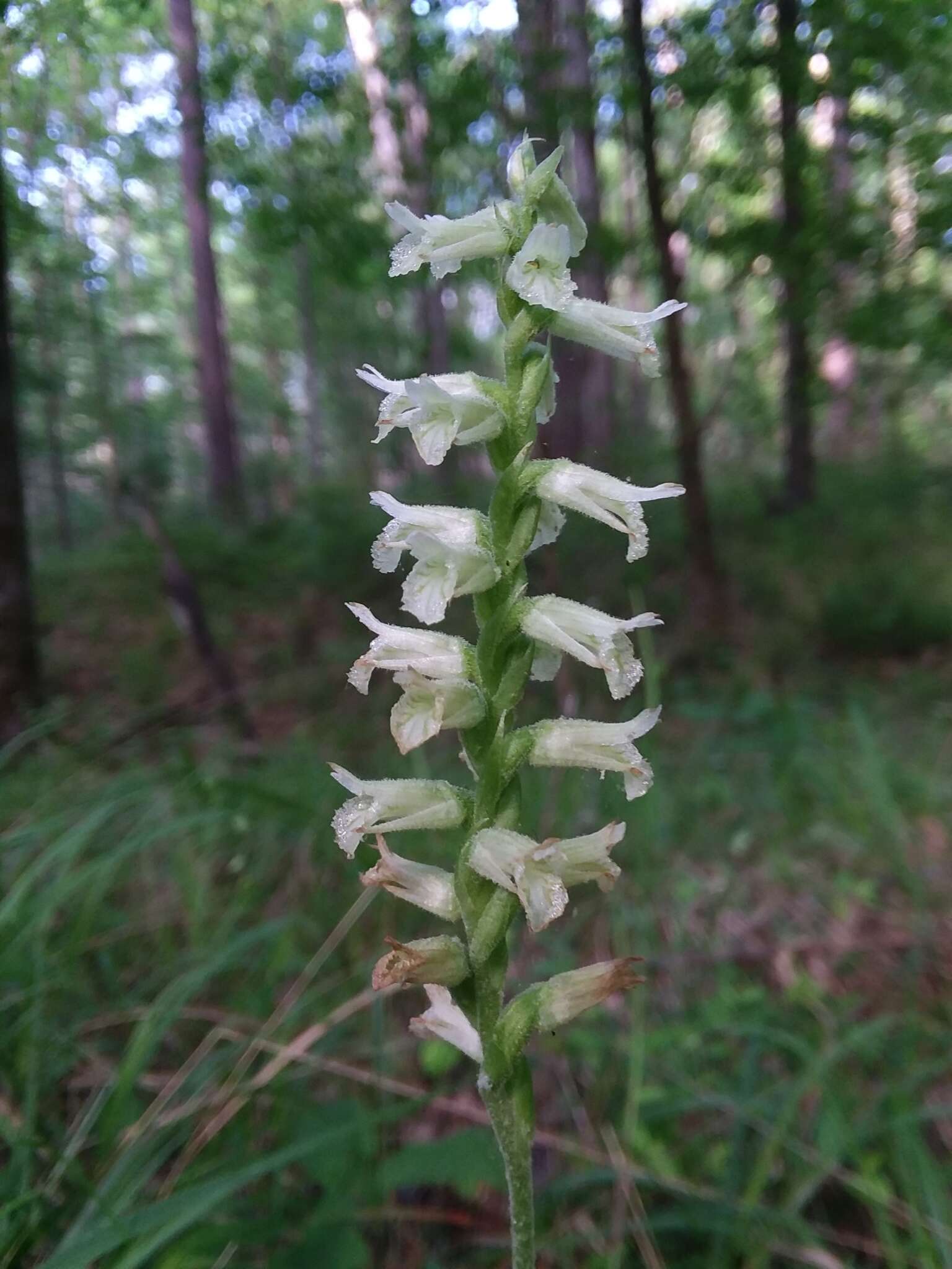 Image of Spiranthes sylvatica P. M. Br.