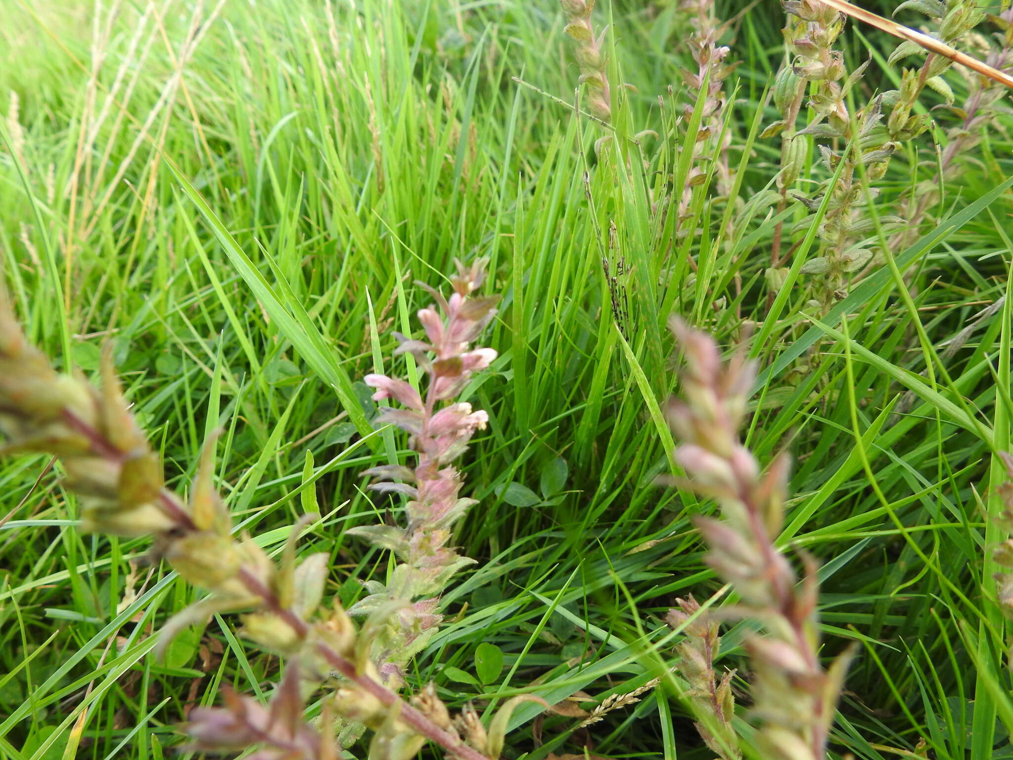 Image of red bartsia