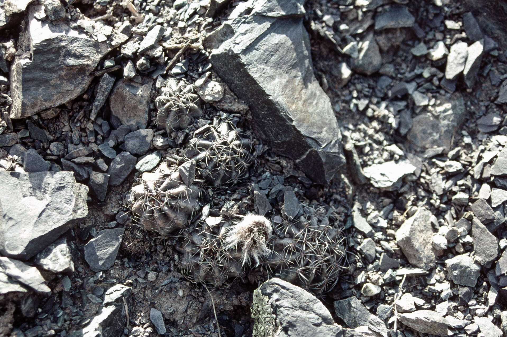 صورة Echinopsis haematantha (Speg.) D. R. Hunt