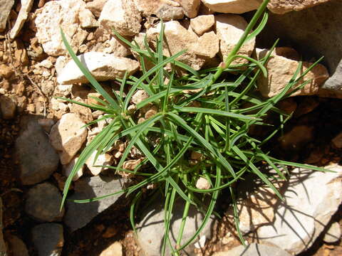 Image of Dianthus siculus C. Presl