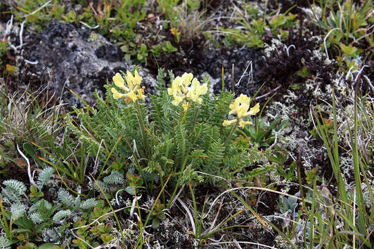 Image de Oxytropis kubanensis Leskov