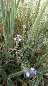 Image of supine vervain