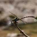 Sivun Megalogomphus smithii (Selys 1854) kuva