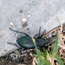 Imagem de Calosoma (Blaptosoma) atrovirens Chaudoir 1869